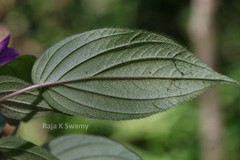 Sonerila parameswaranii